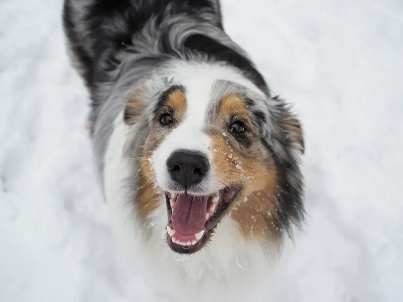 Australian Shepherd