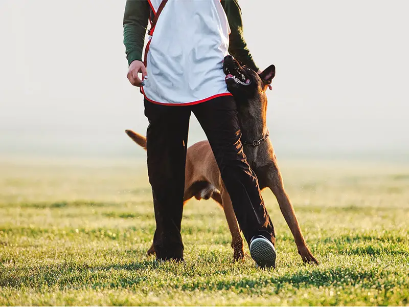 Training Belgian Malinois