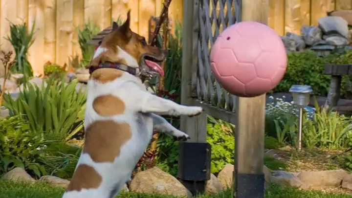 Her herding ball keeps ber entertained for hours + she's exhausted aft, herding ball labrador