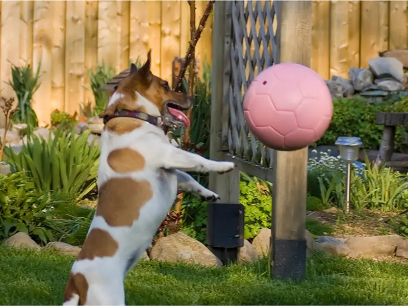 Corgi mix herding a ball