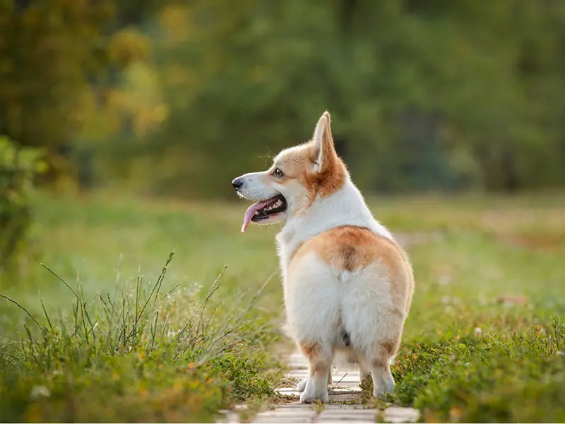 Corgi with no tail