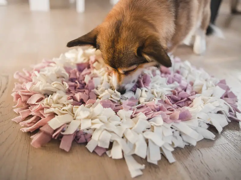 Corgi with Snuffle Mat Puzzle