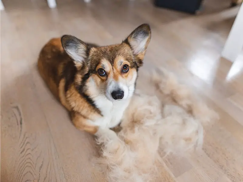 why do corgis shed so much