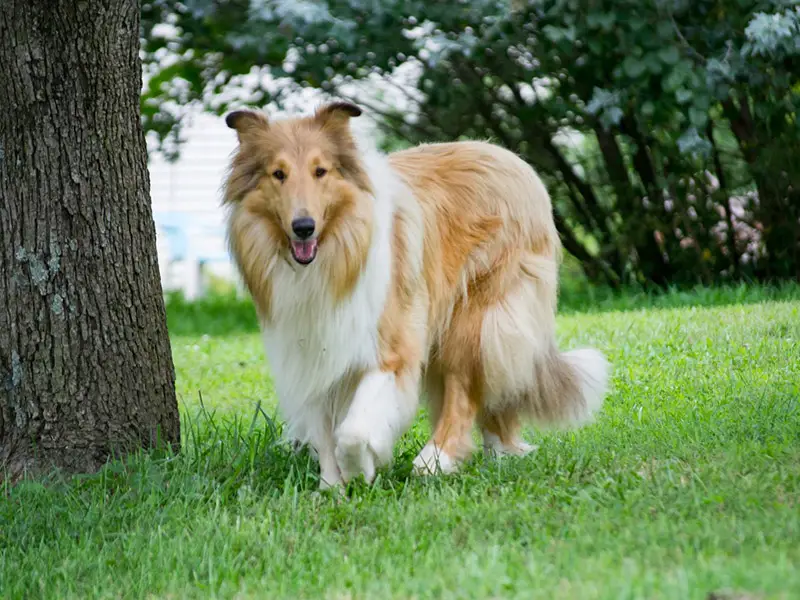 Rough Collie Coat