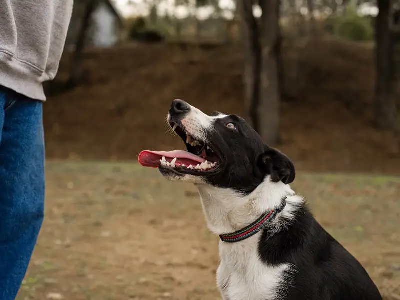 Smooth Coated Collie Shed