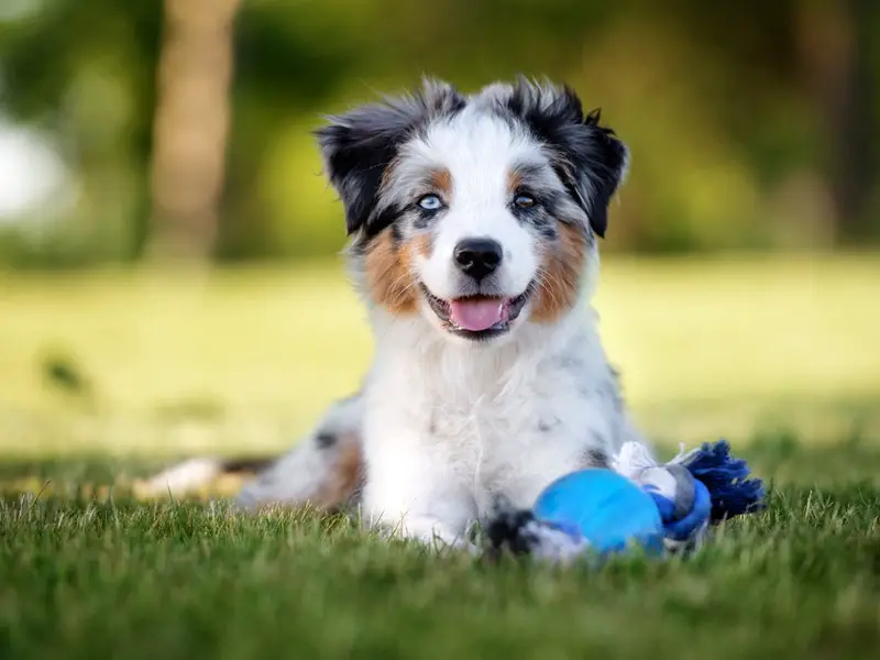 Australian Shepherd puppy