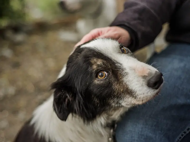 are border collies loving dogs