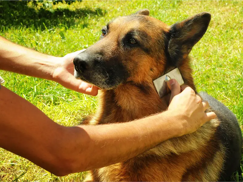 German Shepherd Grooming