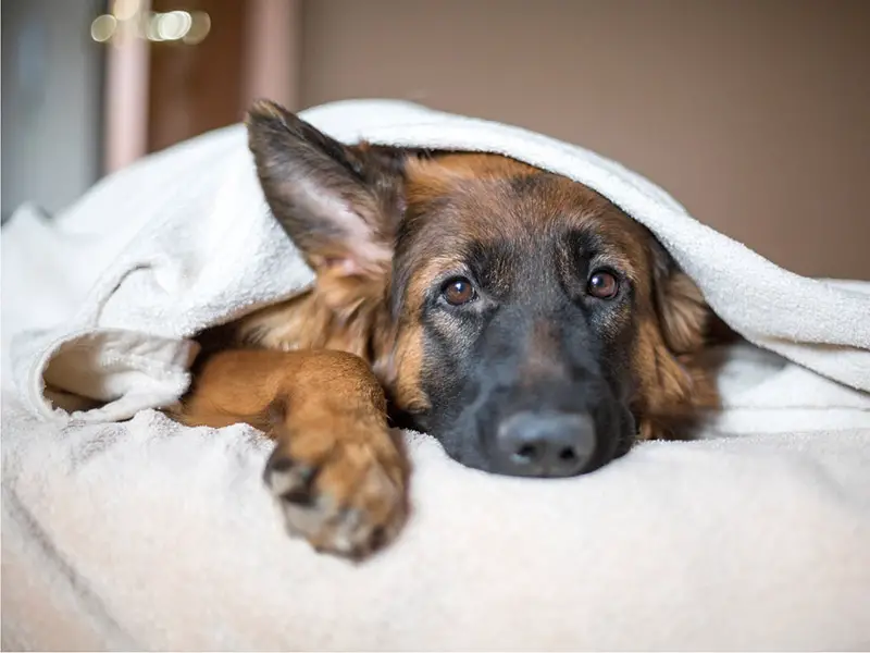 German Shepherd Affection