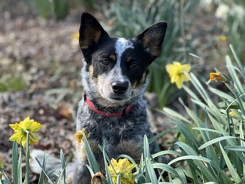 how much does a australian cattle dog cost