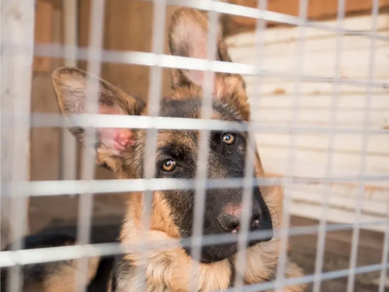 German Shepherd Crate Training