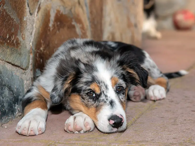 Aussie puppy calmly lying down