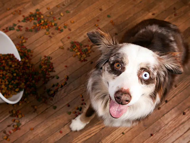 Australian Shepherd eye color