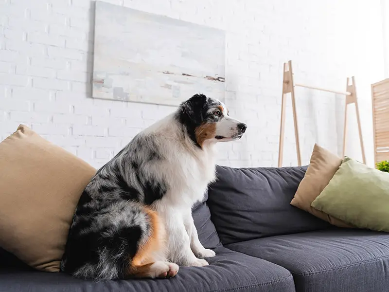 Australian shepherd on furniture