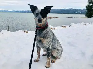 Blue heeler in cold weather