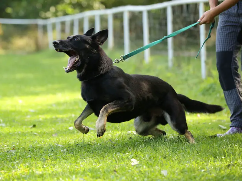 German Shepherd Barking