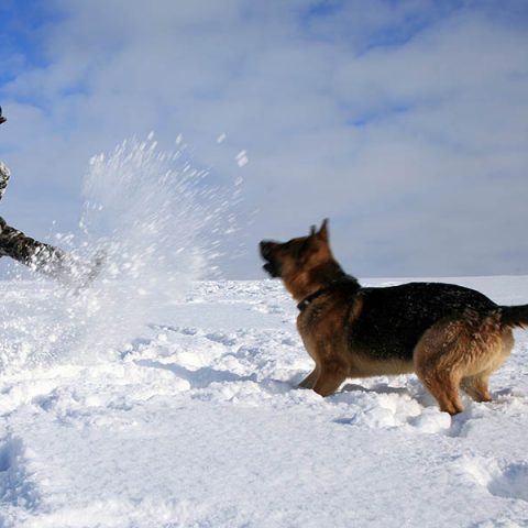 are german shepherds ok in cold weather