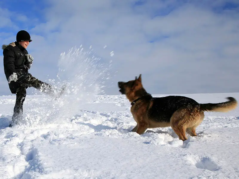 German Shepherd playing in cold, snowy weather