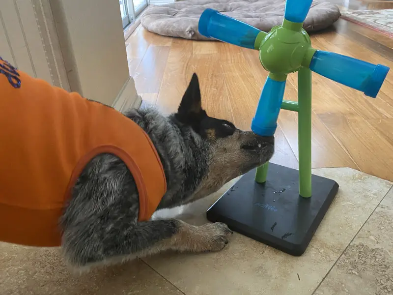 Cattle Dog Solving Treat Puzzle