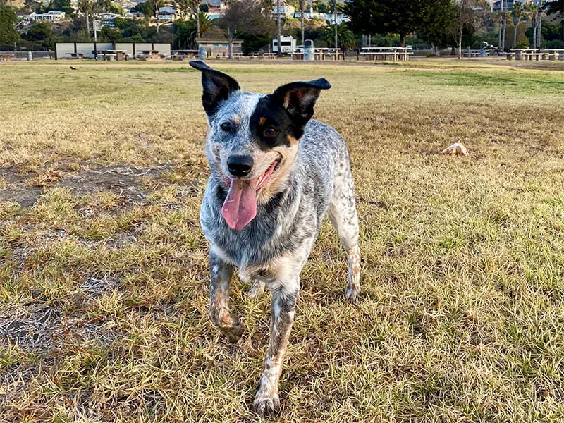Bindi the Cattle Dog ready for daily frisbee throw