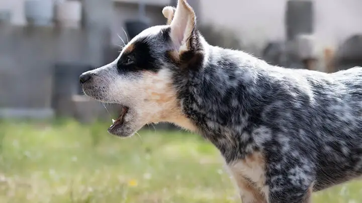 australian cattle dog wags its tail