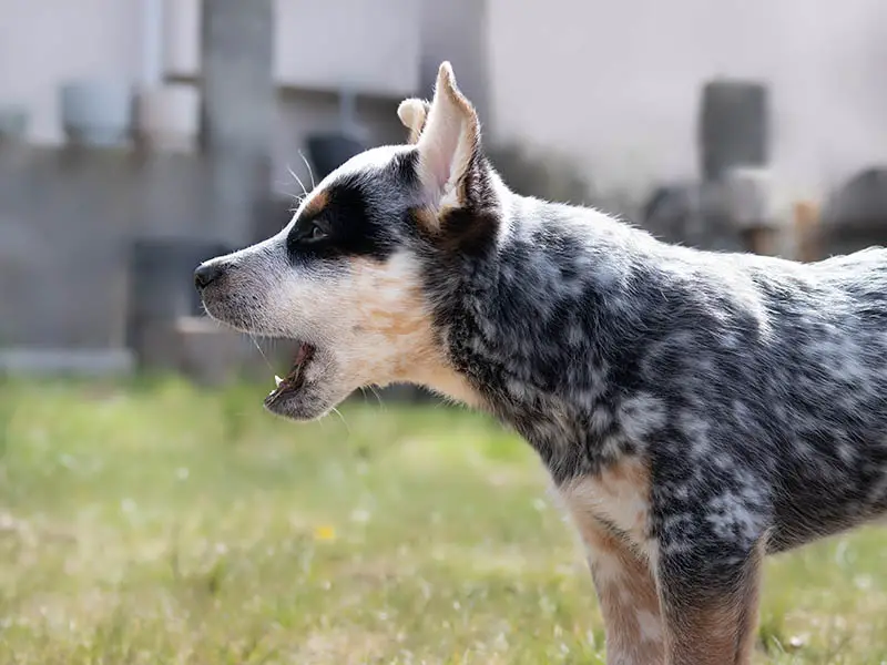 Australian Cattle Dog barking